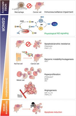 Role, Targets and Regulation of (de)nitrosylation in Malignancy